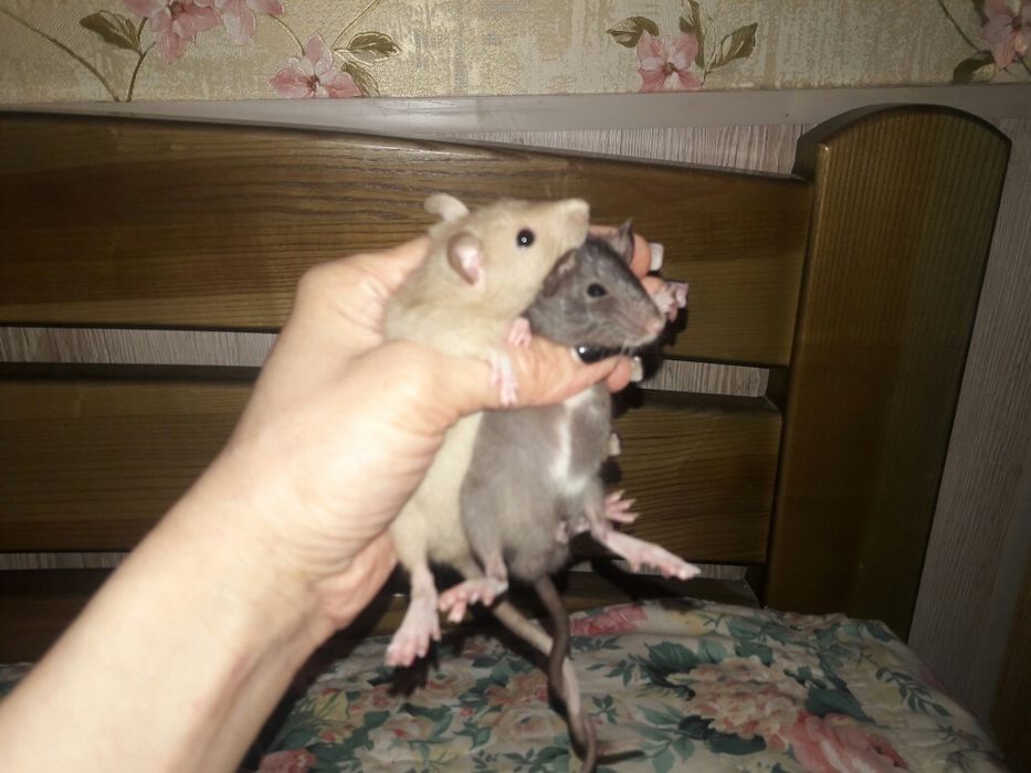 Декоративные крысята