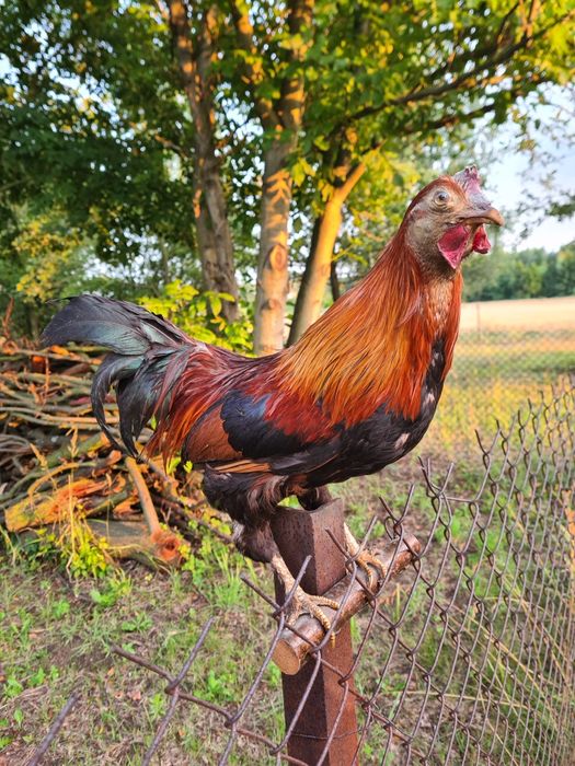 Kogut (wypchany/spreparowany)