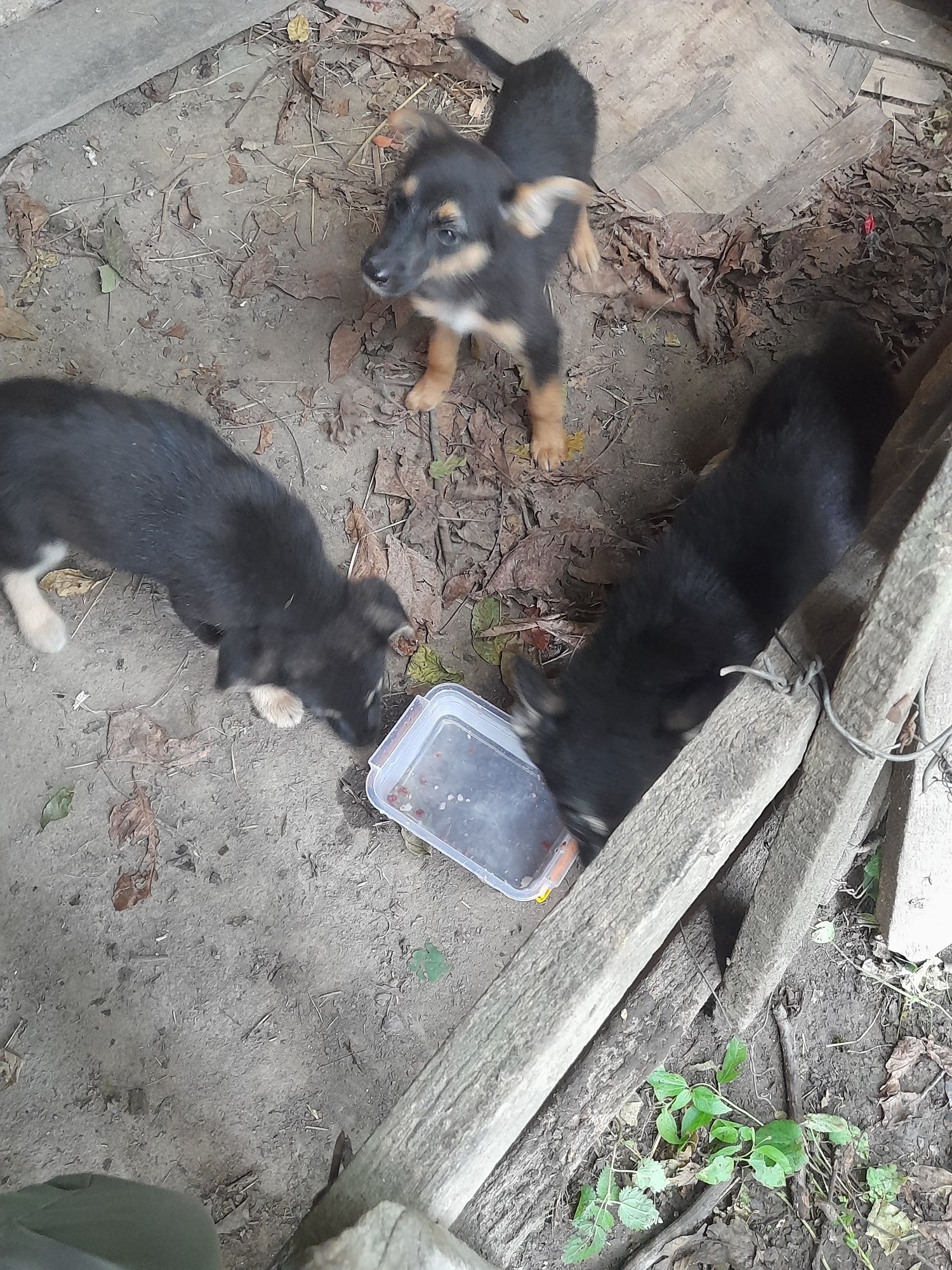 Віддам цуциків у добрі руки