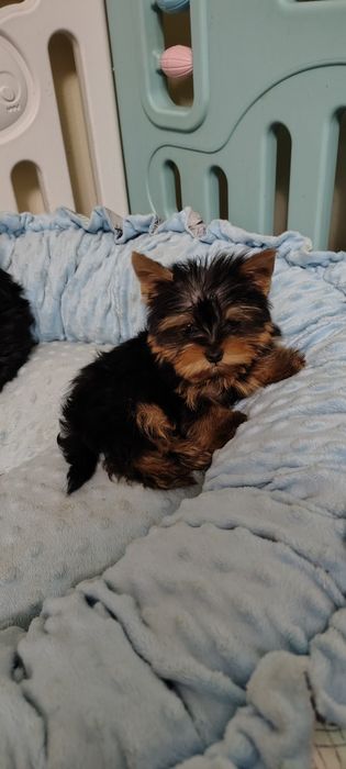 Yorkshire Terrier piesek mini mini