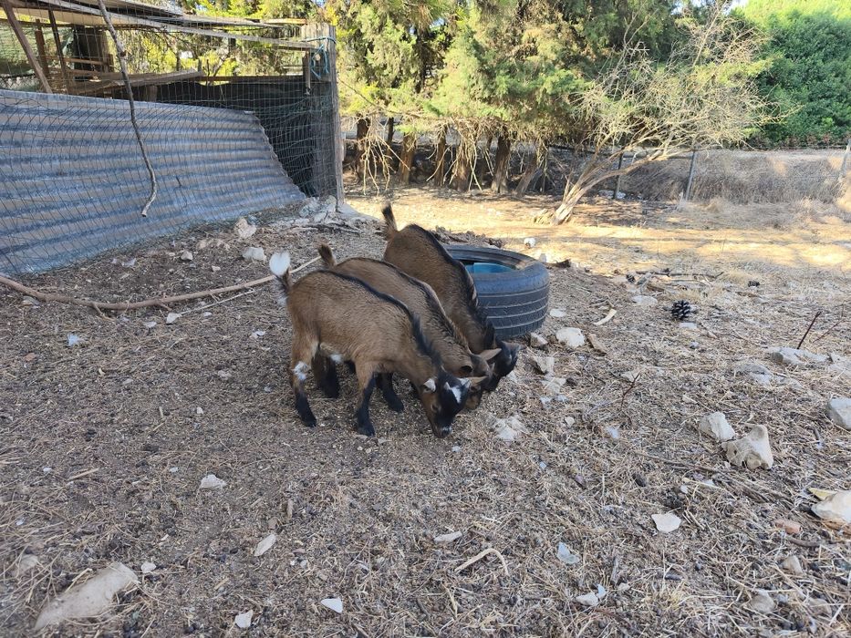 Cabritinhos anões