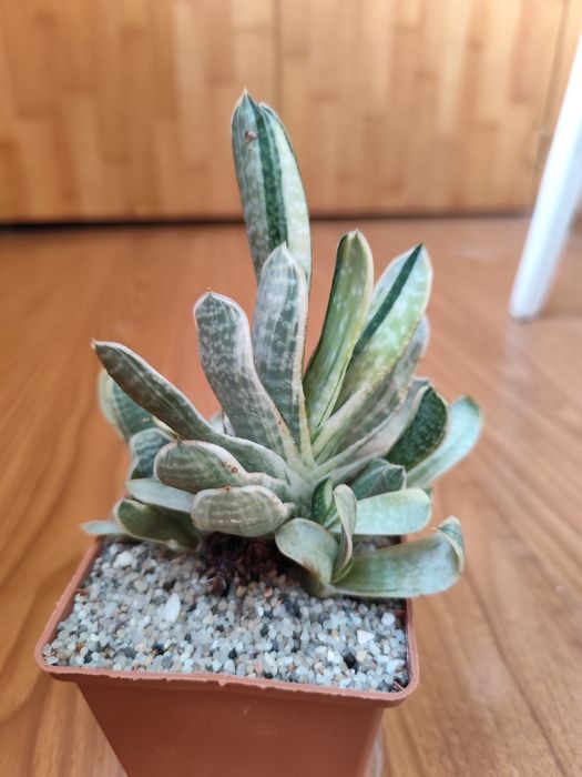 Gasteria Sakura fuji, Гастерия, суккулент