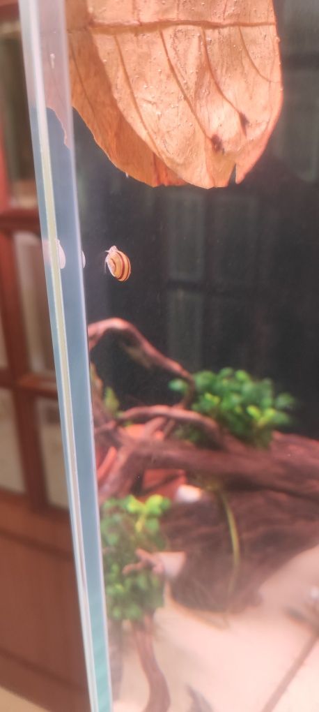 Asolene Spixi caracol veja todos os meus anúncios