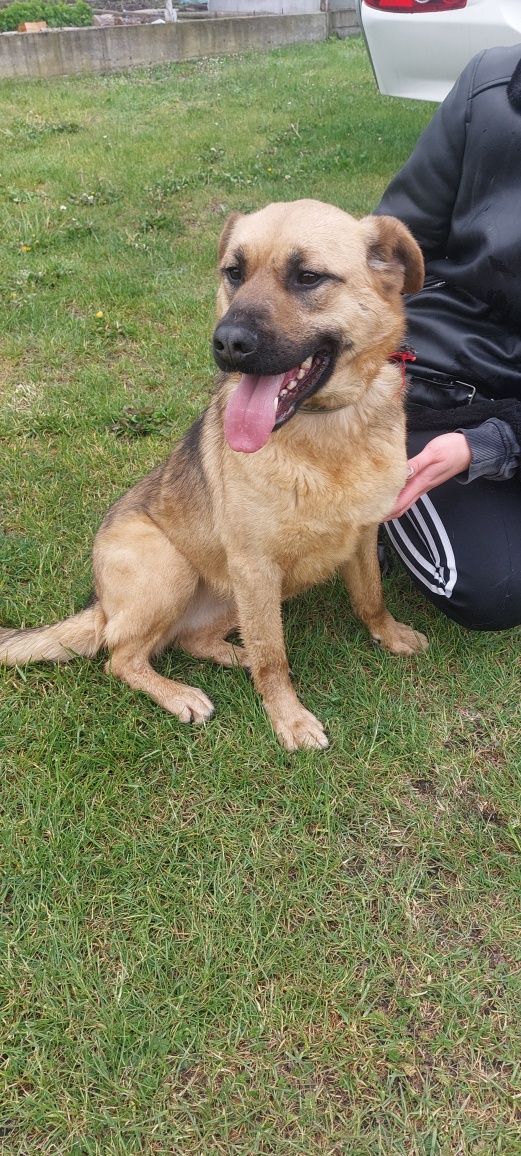 Kiki I Koko sunie do adopcji