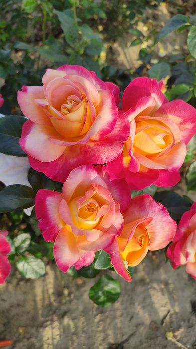 Róża z gołym korzeniem, wiele kolorów oferta na JESIEŃ 2025