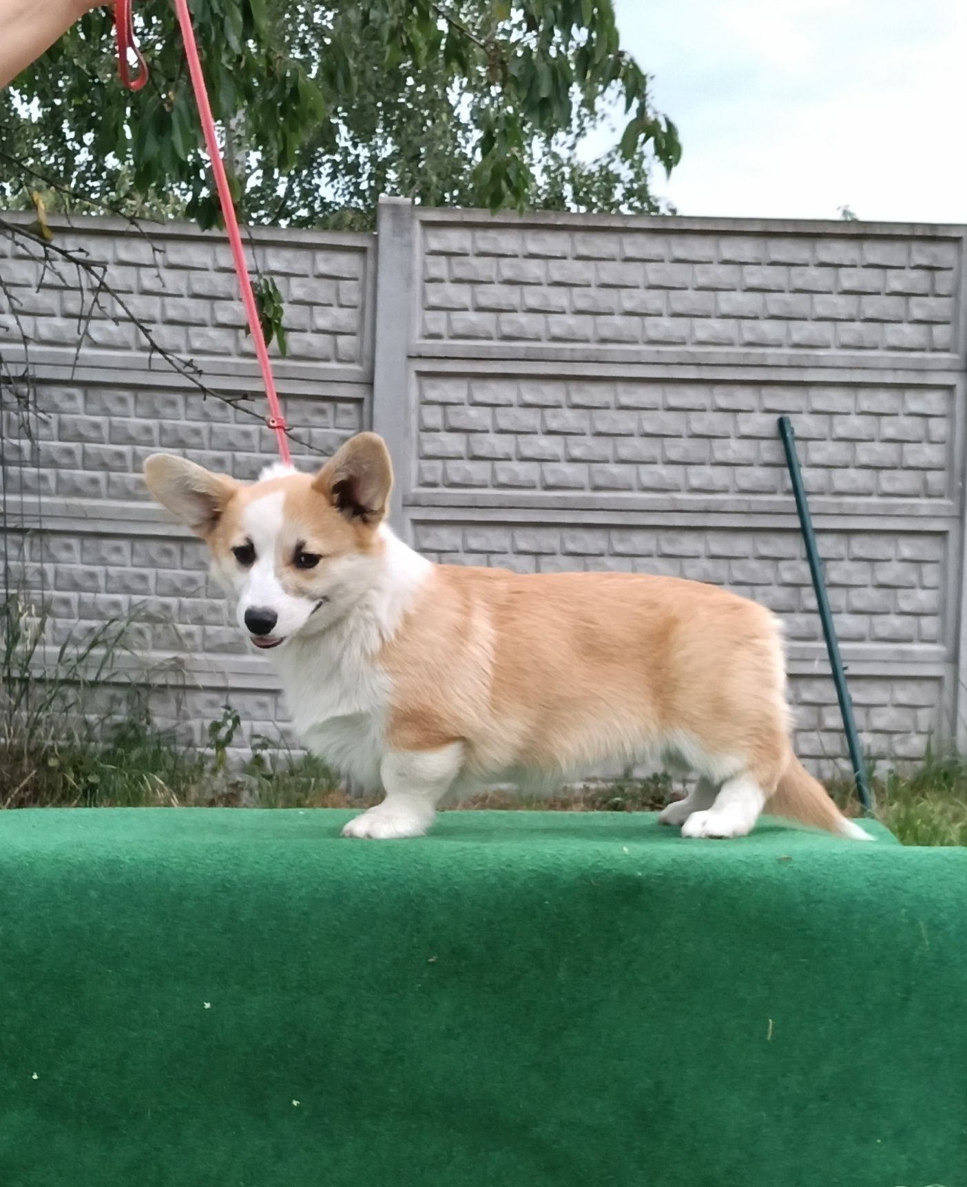 Kochany chłopiec corgi pembroke ZKwP FCI