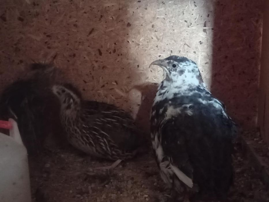 Przepiórki japońskie 4 samice i samiec