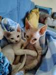 Devon rex rudy i biały kocurek