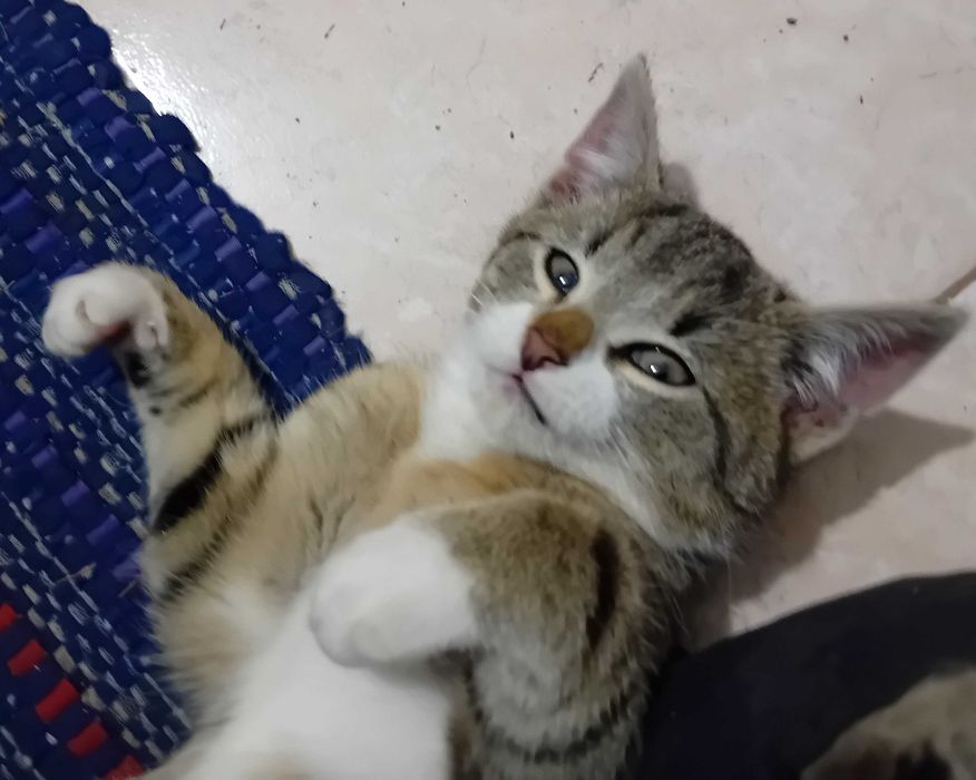 kocurek Gandalf  szuka domu 13 tyg