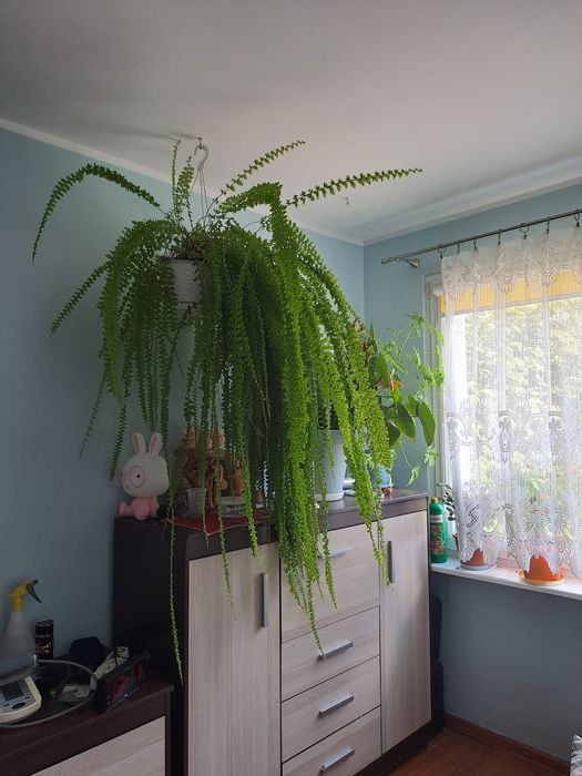 Paprotka wisząca, paproć