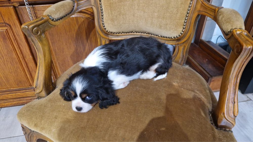 Cavalier King Charles Spaniel - piesek