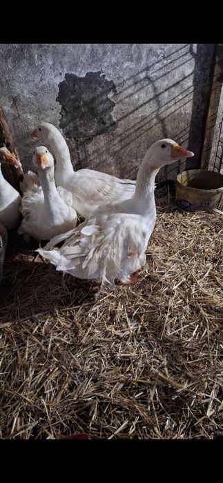 Gęś sewastopolska lokowana parka