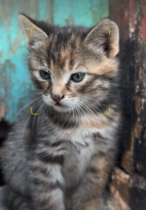 Кошенята шукають дім