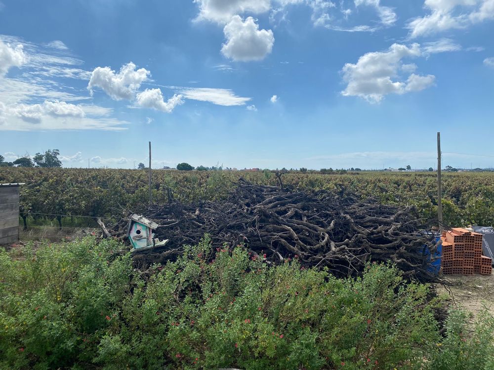 Dou cepas de 5000m de vinha seca arrancada.