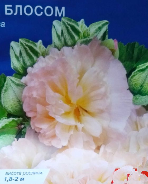 Мальва, шток - роза. Розсада, саджанці.