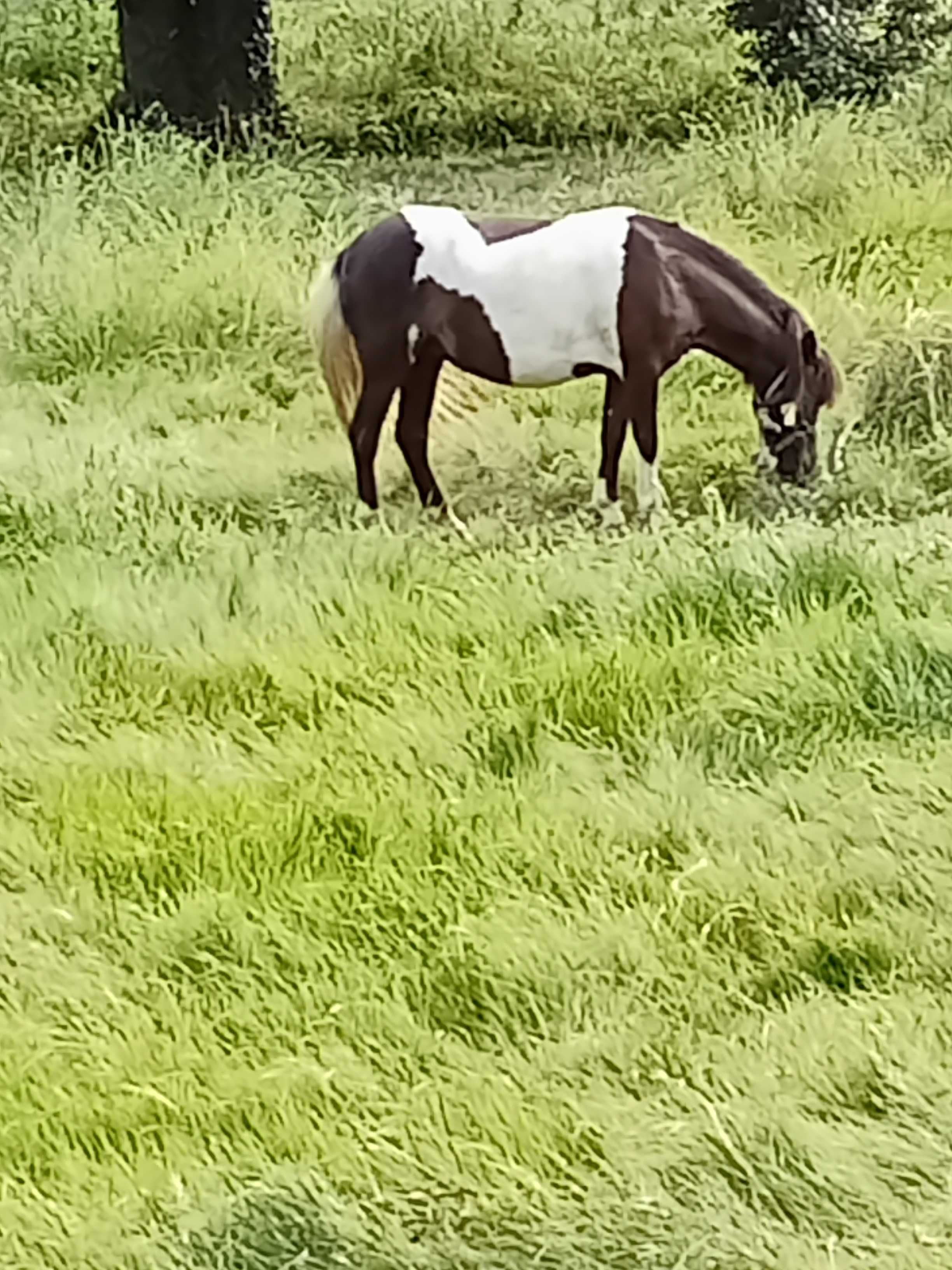 Poneys fêmeas prenhes