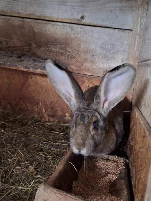 Króliki olbrzym belgijski kalifornijskie