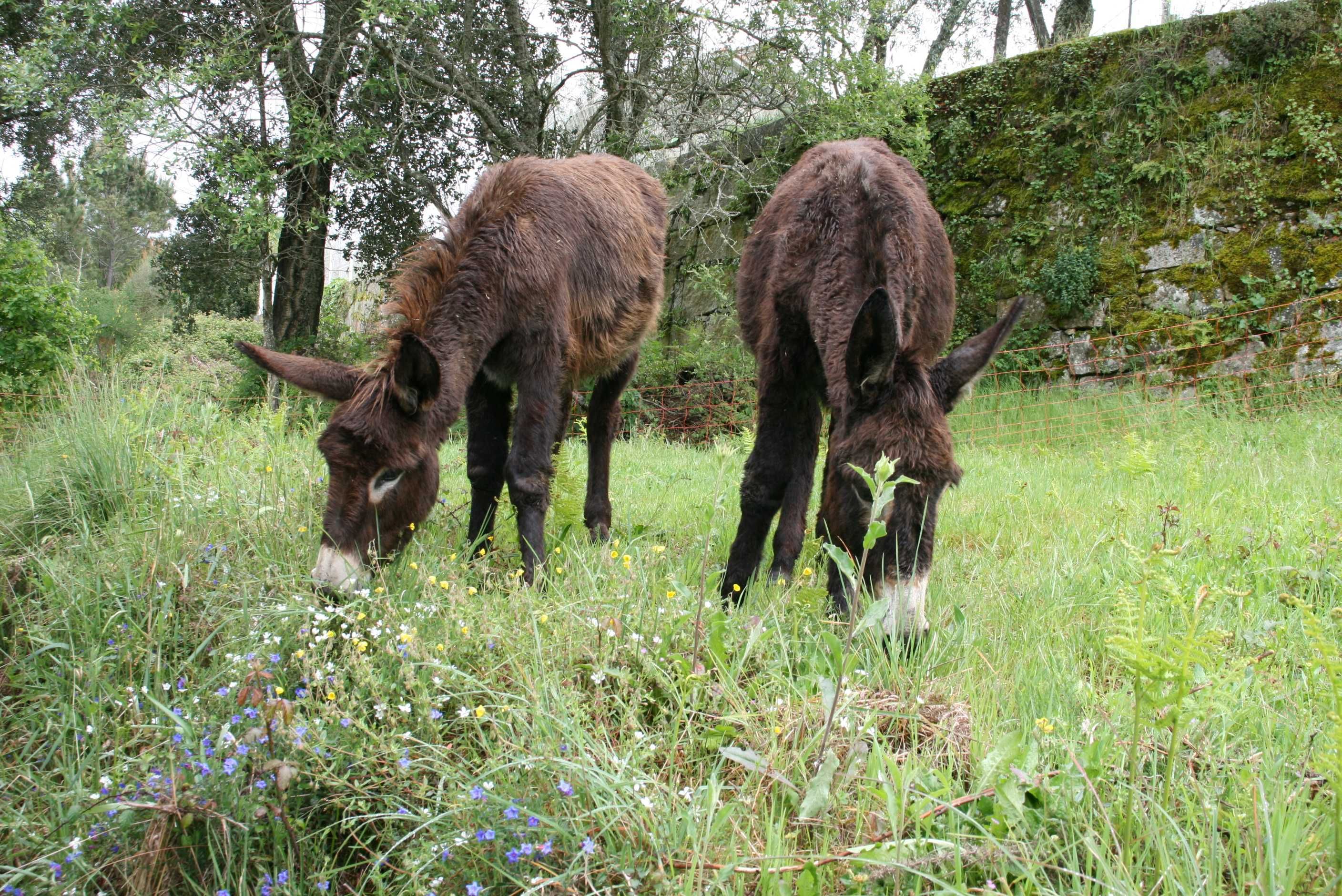 Burros 1,5 anos, homem e mulher