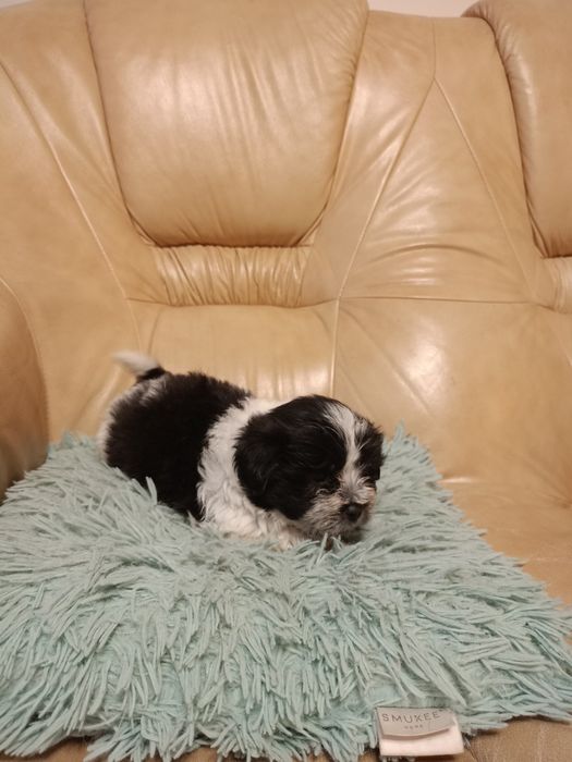 Suczka shih-tzu szczeniak