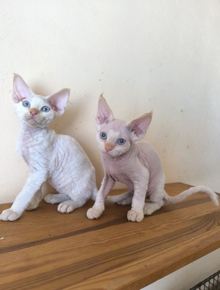 Голубоглазые котики, клубные малыши, игривый характер. Котята Киев
