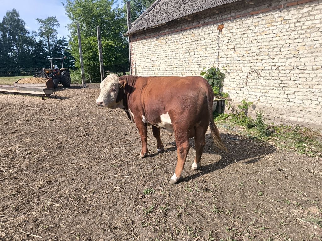 Byk hereford 100 % ekologiczny