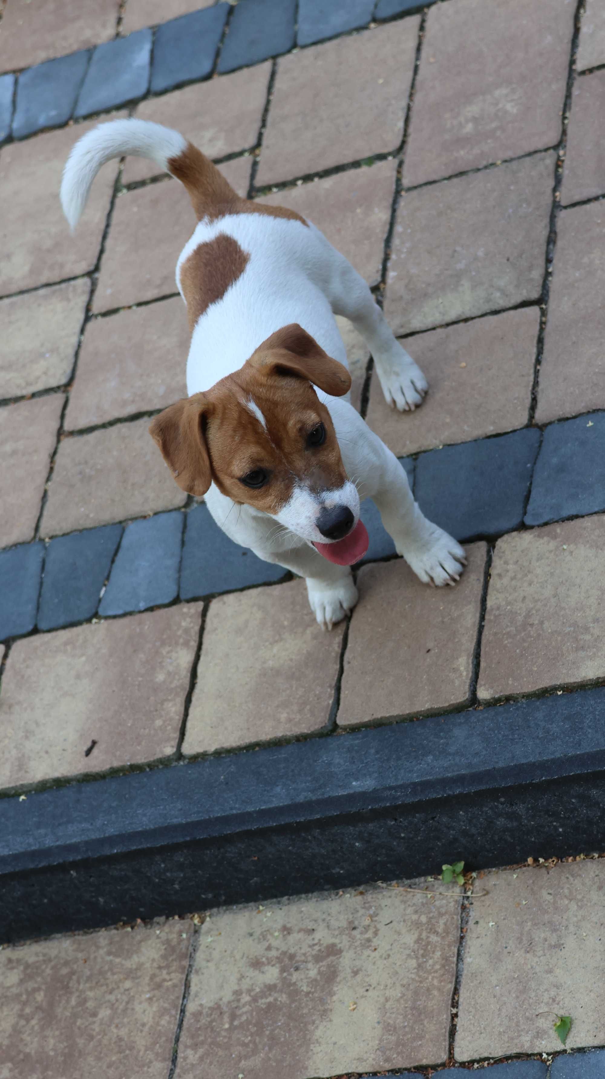 Sympatyczny , nieduży piesek Jack Russell Terrier ZKwP FCI