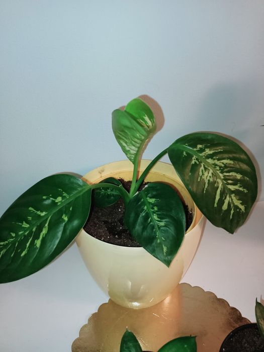 Difenbachia kwiaty doniczkowe z domowych nadwyżek parapetowych