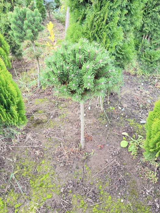 Ялинка блакитна, ауреаспіката, ялина голуба, штамбова сосна ялина