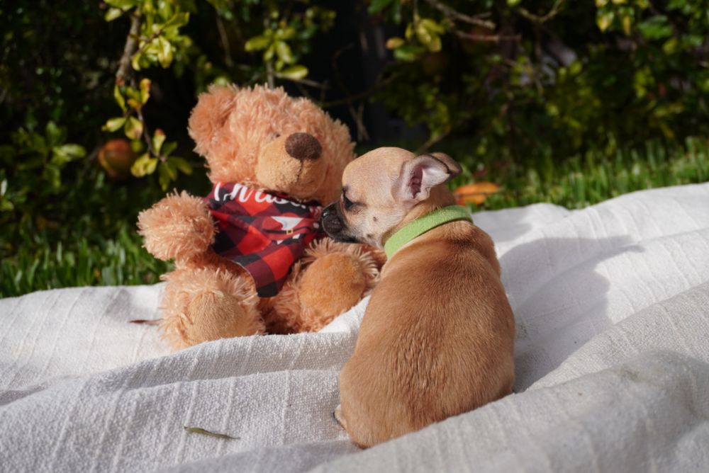 Chihuahua macho mini