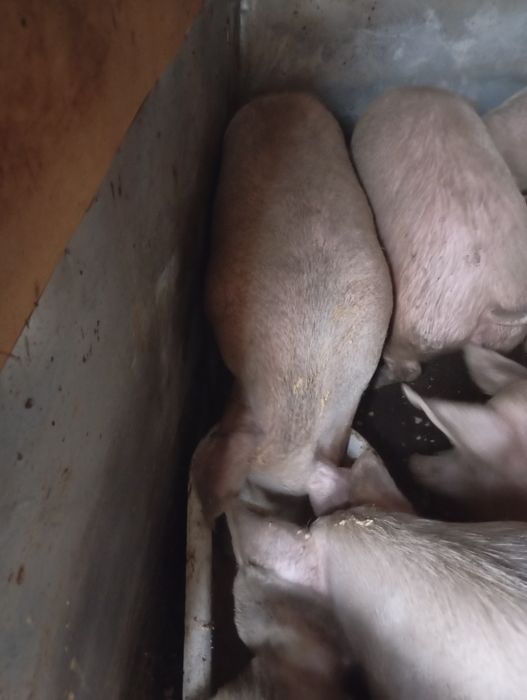 Свинi домашнi без ГМО