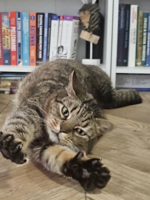 Zaginął kot typu tabby w Starogardzie Gdańskim