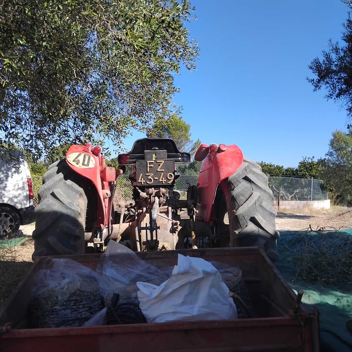 Trator  Massey Ferguson  245