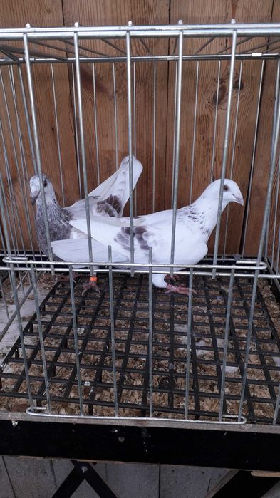 Pocztowy kolorowy para Andaluz białe 2025 r tygrysy