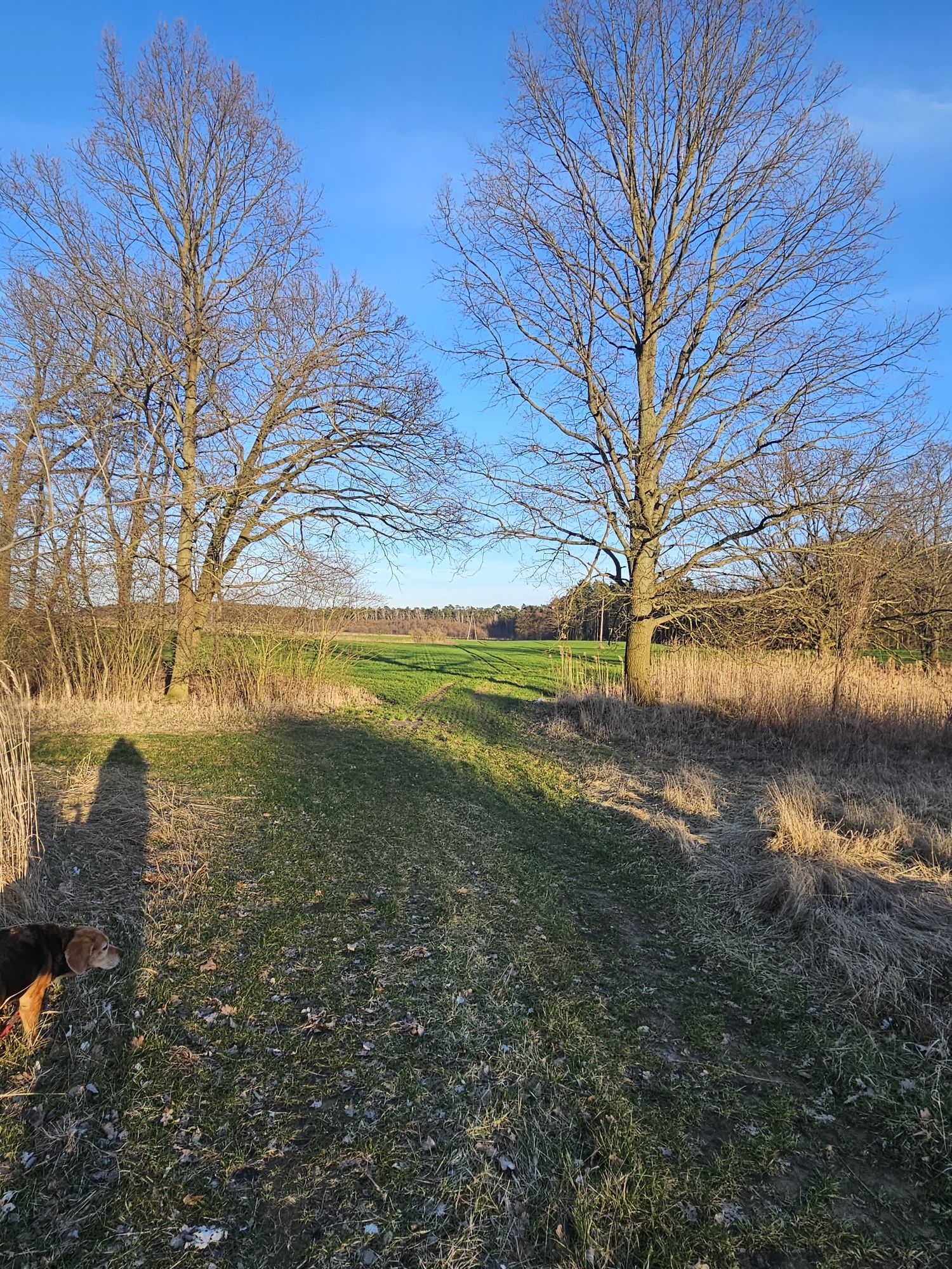 Sprzedam działkę rolną w Rybojedzku, gmina Stęszew