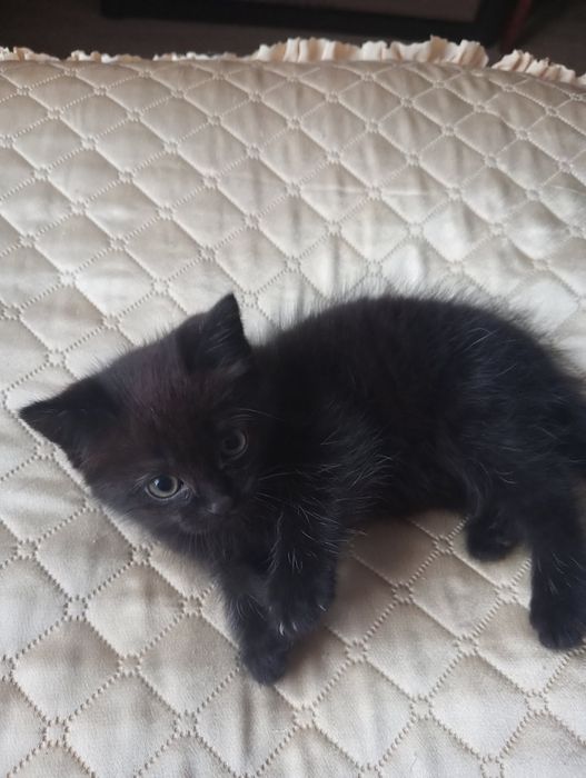 Терміново Продам шотландця