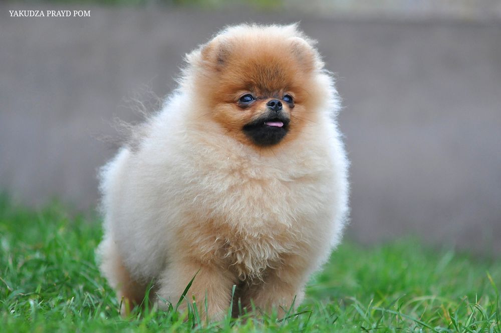 Улюбленець тіктоку з мільйонами переглядів