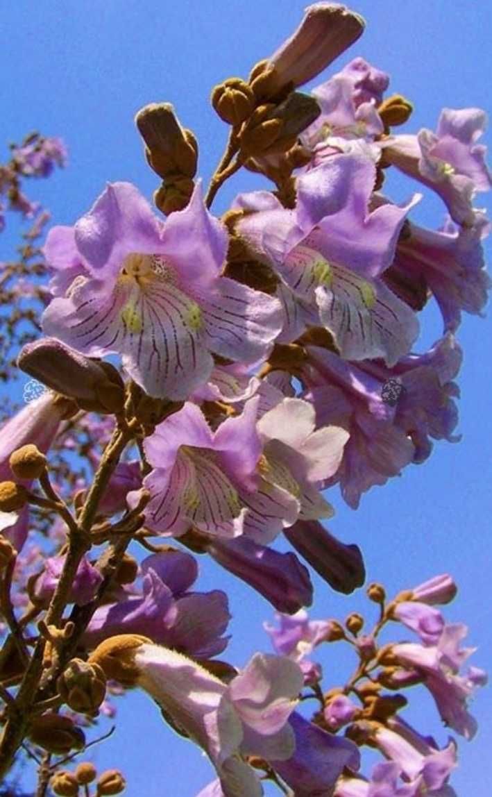 31 gatunków biskofia paulownia juka hibiskus hortensja funkia miskant