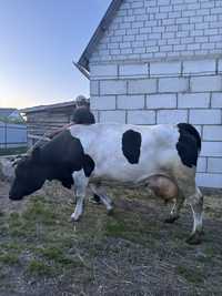Продам корову тільна 6 телям 6 місяців