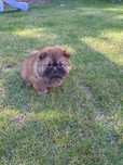Suczka Chow Chow