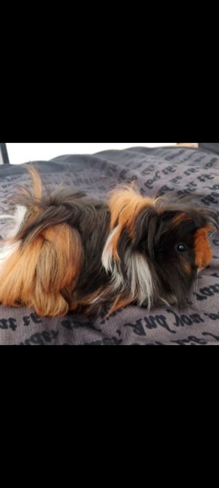 Świnka morska mix peruwianka ( samiec)