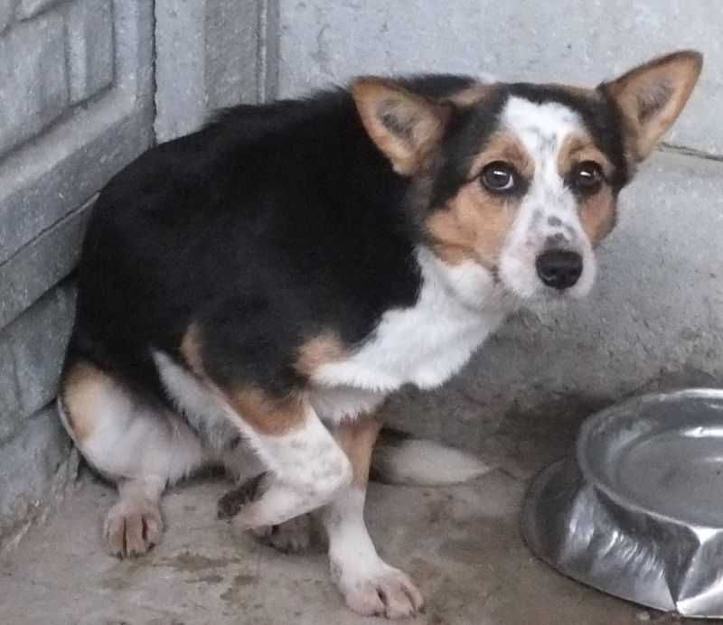 Lionorka suczka czarno kolorowa, nieduża do adopcji