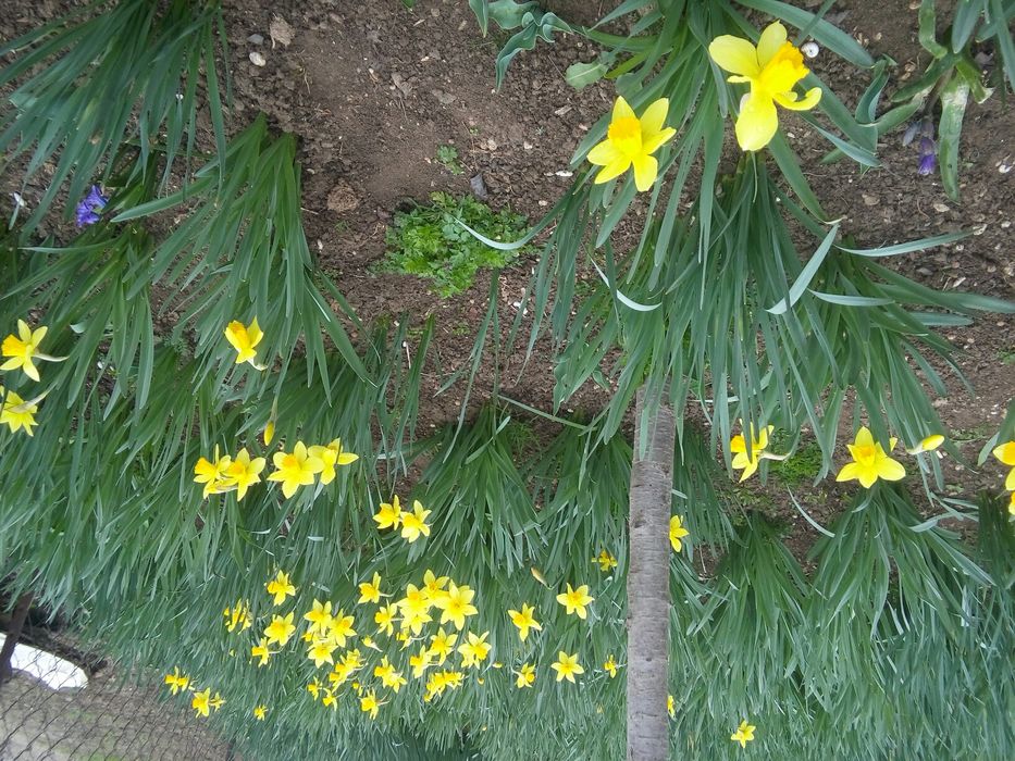 Продаю луковицы нарциссов