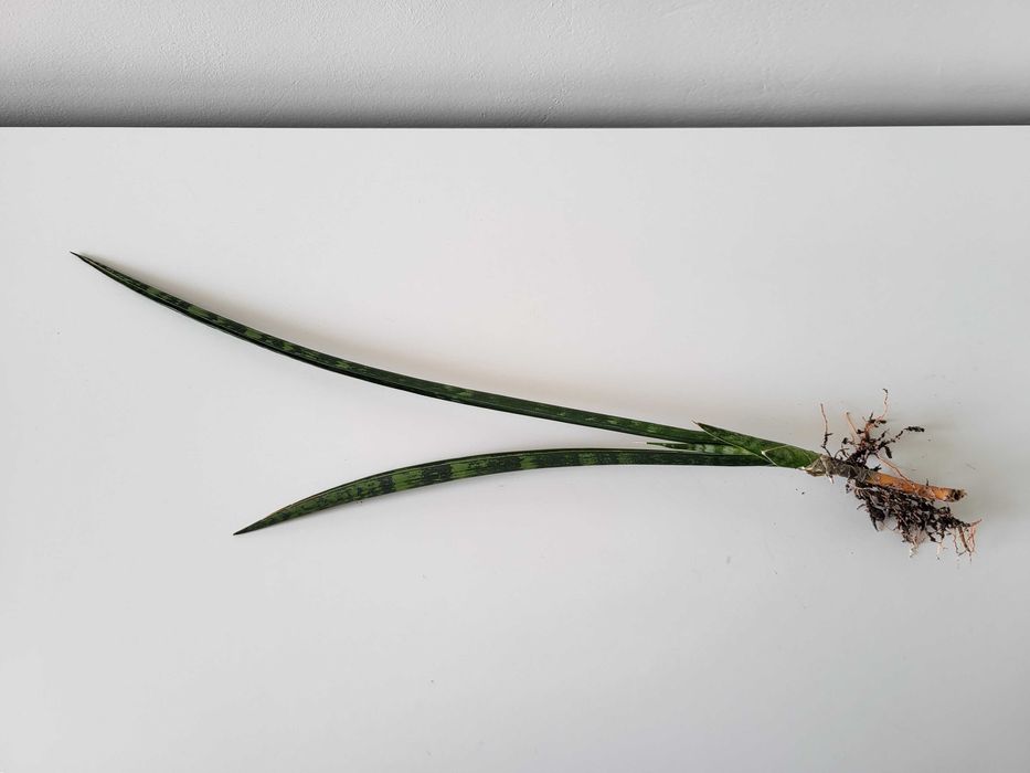 Sansevieria Comet Rocky Mountains  (odrost II)