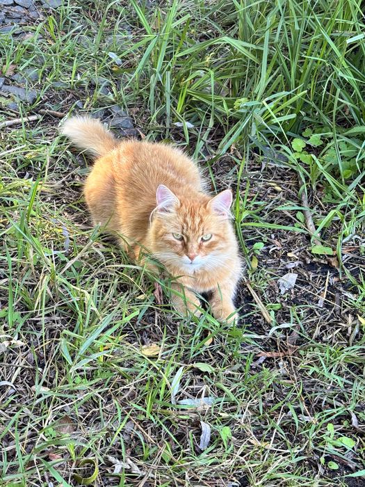 подарую котеня дівчинка полукровка