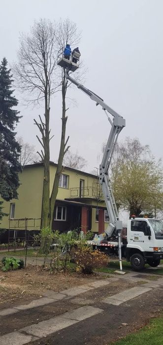 Wycinka drzew trudnych podnośnik koszowy