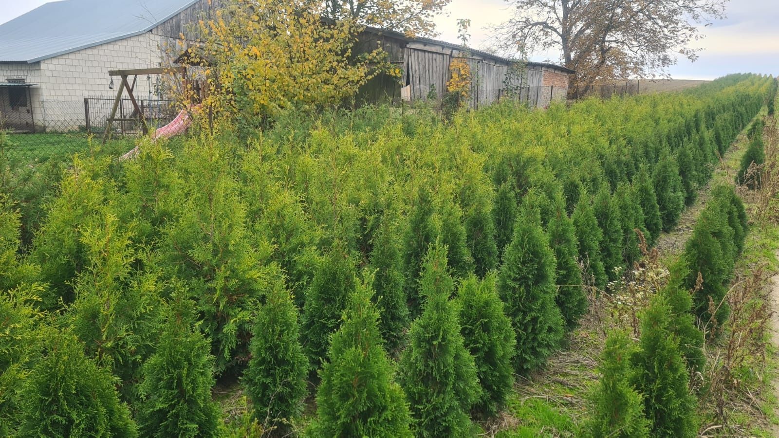 Tuja szmaragd, żywopłot 100 cm 16 zl