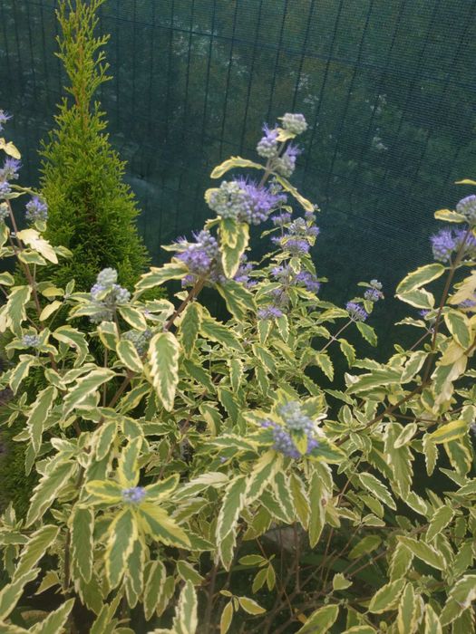 Кущі, хвойні, ожина, декоративні трави, грунтопокривні і інші рослини