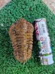 Skamielina trylobita