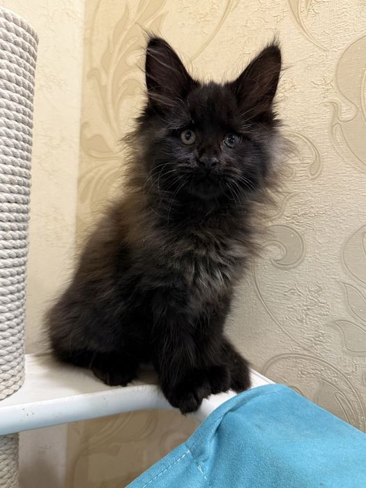 Девочка Мейн-кун чорная пантера