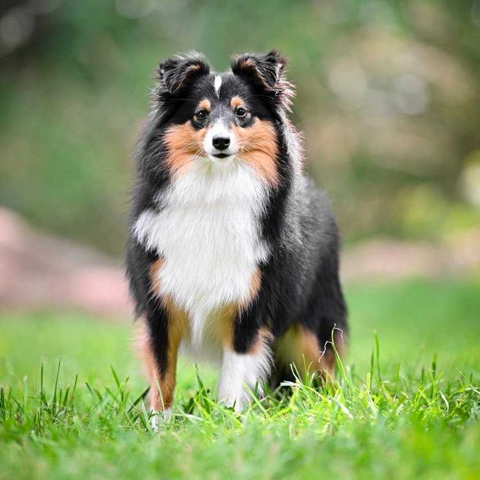 Owczarek szetlandzki (sheltie),  mini sunia trikolor